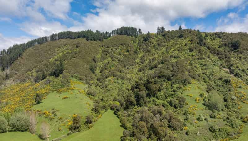 98 Thorpe-Orinoco Road, Ngatimoti