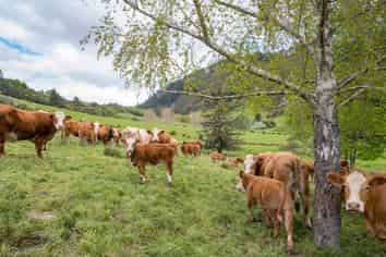 98 Thorpe-Orinoco Road, Ngatimoti