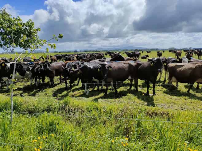 349 Uapoto Road, Taupiri