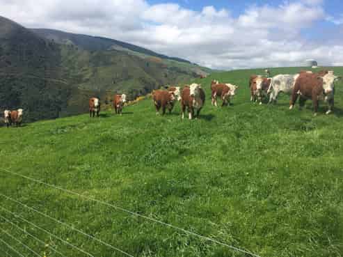 1537 Geraldine-Fairlie Highway , Fairlie