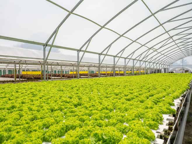 Hydroponic business, home and lifestyle