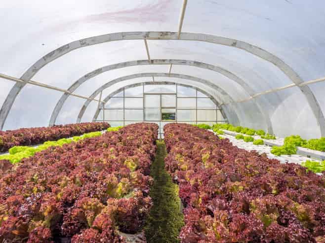 Hydroponic business, home and lifestyle