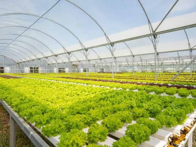 Hydroponic business, home and lifestyle
