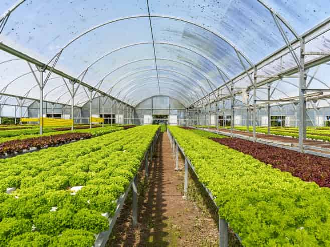 Hydroponic business, home and lifestyle