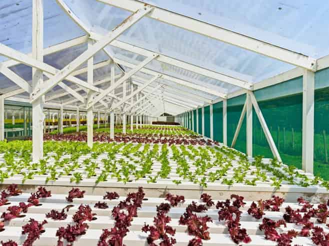 Hydroponic business, home and lifestyle