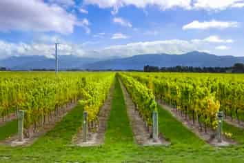 91 Eckfords Road, Blenheim