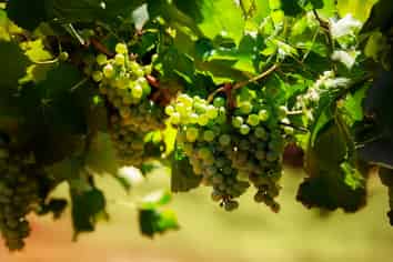 91 Eckfords Road, Blenheim