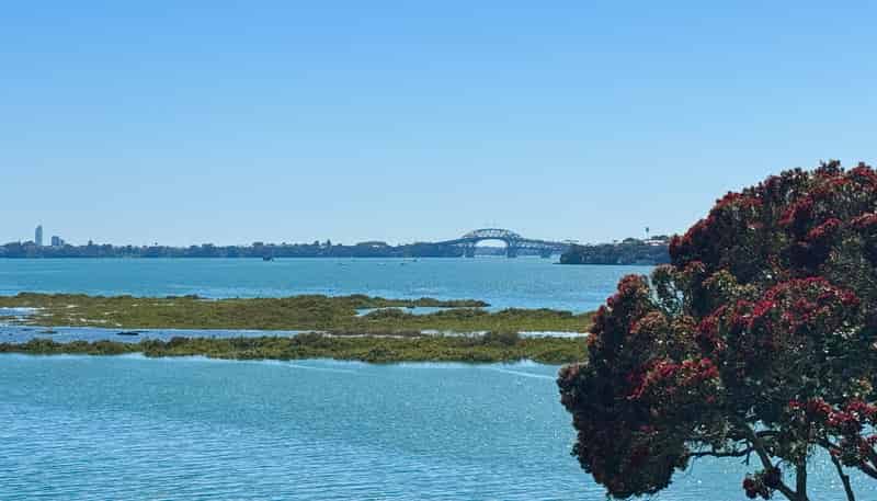 15 Lynch Street, Point Chevalier