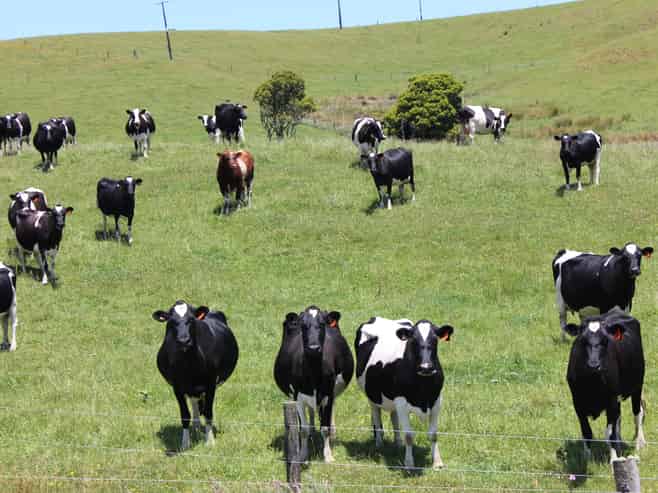 89 Jones Road, Dargaville