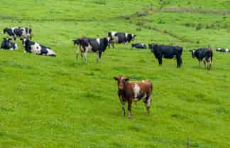 89 Jones Road, Dargaville