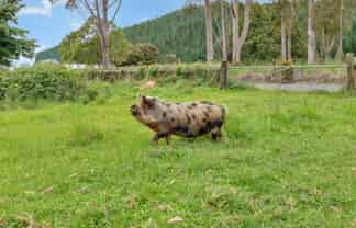 37 Takitu Road, Pakotai