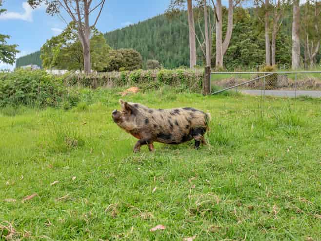 37 Takitu Road, Pakotai