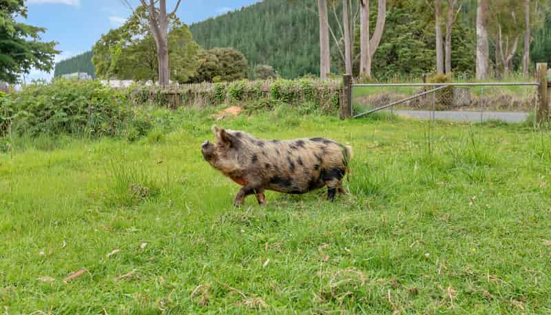 37 Takitu Road, Pakotai