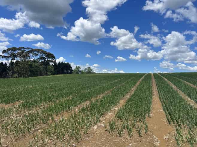 76 Brookside Road, Glenbrook