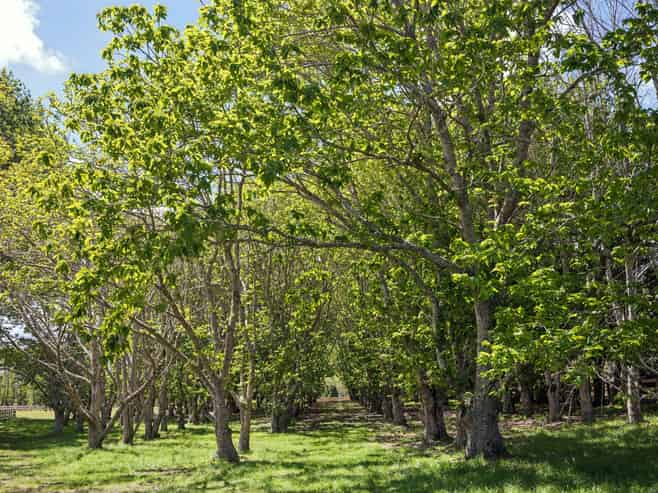 Lot 1/39 Berenice Lane, Coatesville