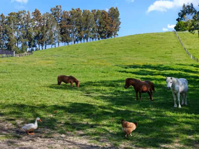 243 Clevedon-Kawakawa Road, Clevedon