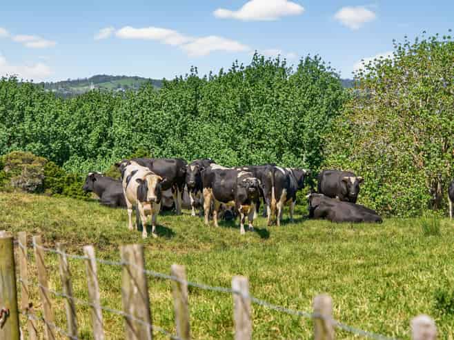 136 Ranganui Road, Kaiwaka