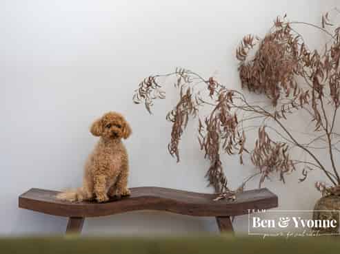 55B Panorama Road, Mount Wellington