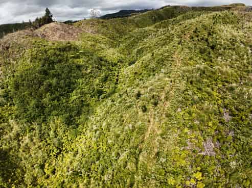 Lot 23 Waiotehue Road, Herekino