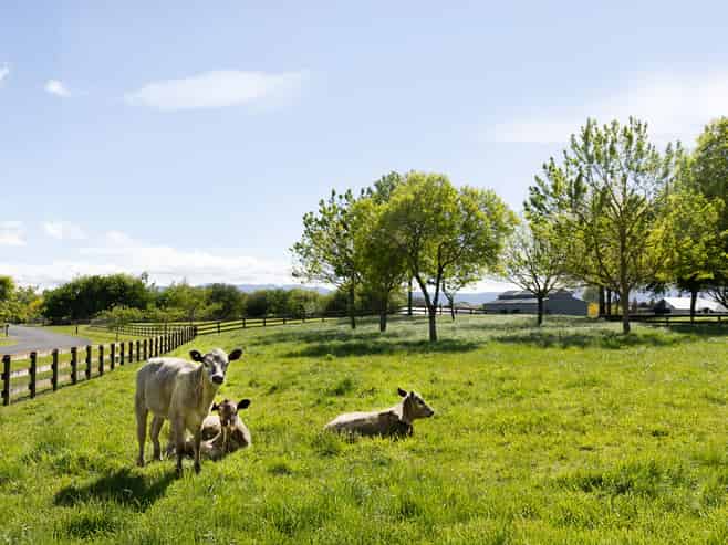 Lot 1,2,3/85 Everad Ave, Matamata