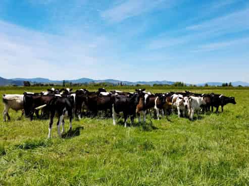 314 Huirau Road, Turua