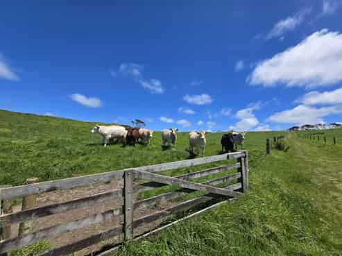 1090 Te Maire Road, Dargaville