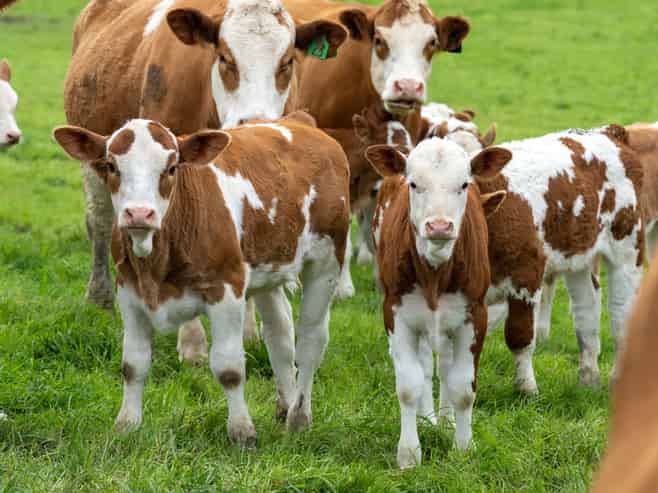 108 South Manakau Road , Manakau