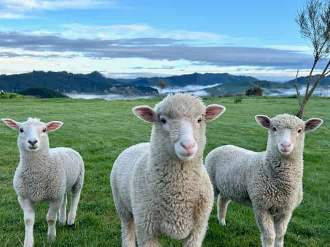 6 DP 40977/ Gaddums Hill Road, Outer Kaiti