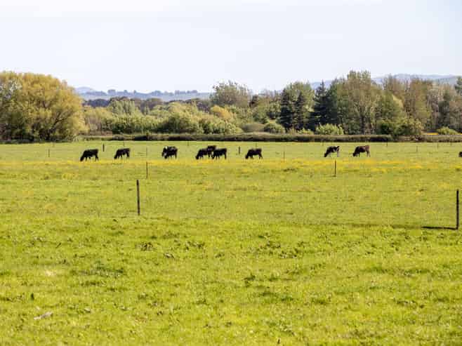  Broomfield Road, Woodville