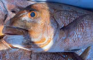 Hook into a proven Coromandel charter business