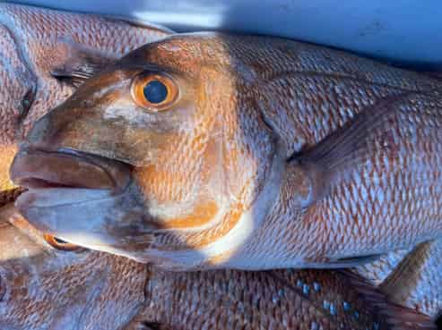 Hook into a proven Coromandel charter business