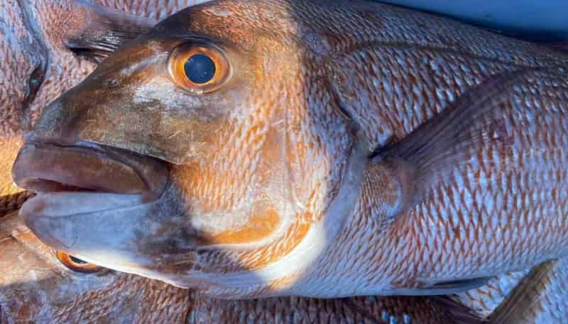  Snapper Express Charters Limited, Thames