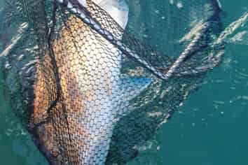 Hook into a proven Coromandel charter business