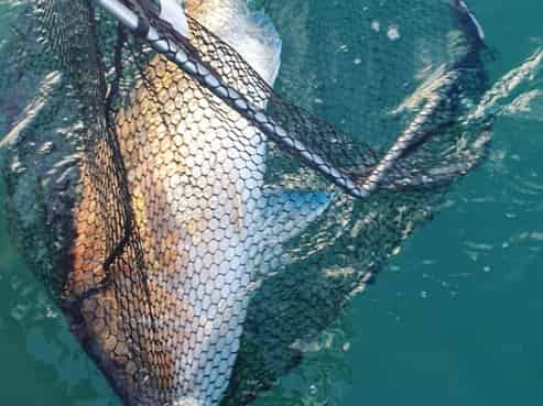 Hook into a proven Coromandel charter business