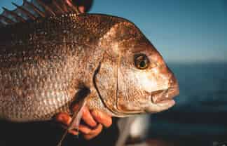 Hook into a proven Coromandel charter business