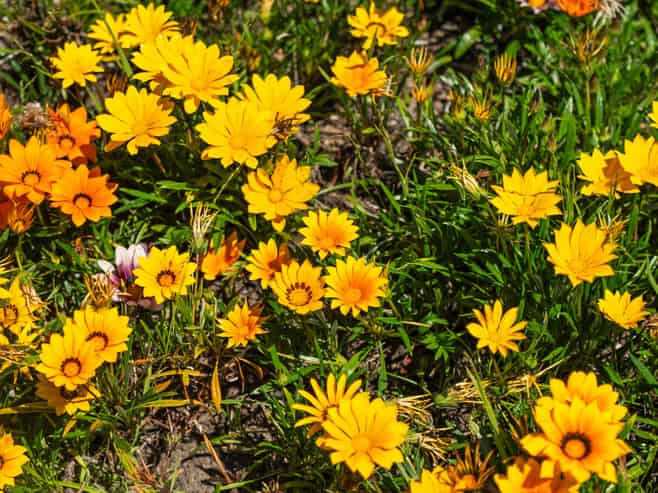 1 & 2/75 Domain Road, Whakatane