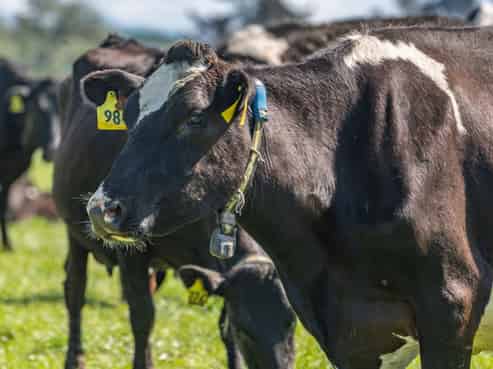 82 Dicks Road, Sefton