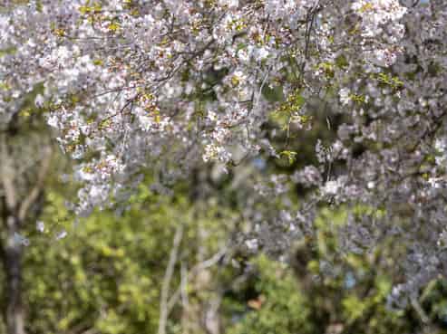 37A Balrudry Street, Avonhead