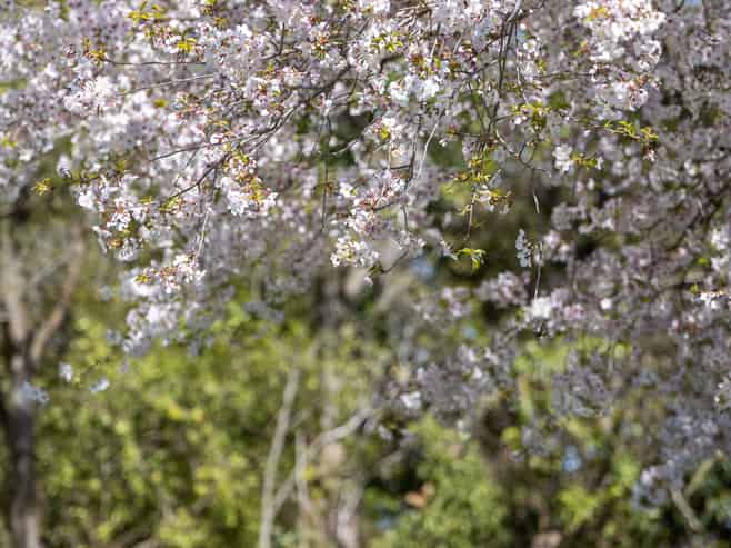 37A Balrudry Street, Avonhead