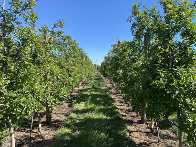  Rakete Orchards LP, Hastings