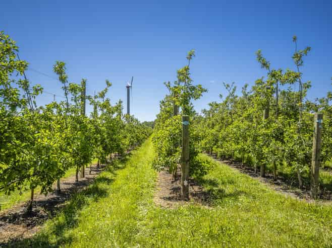  Rakete Orchards LP, Hastings