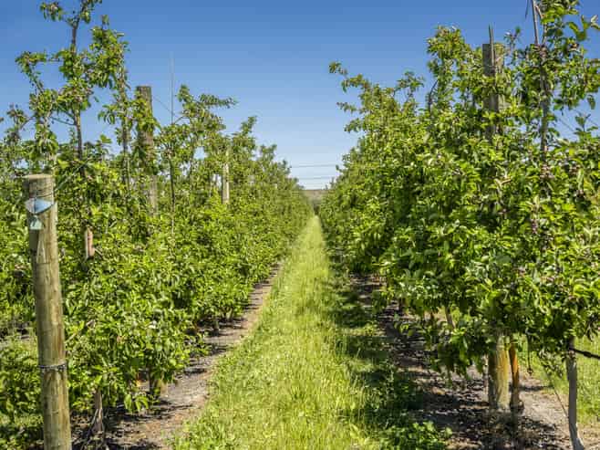  Rakete Orchards LP, Hastings
