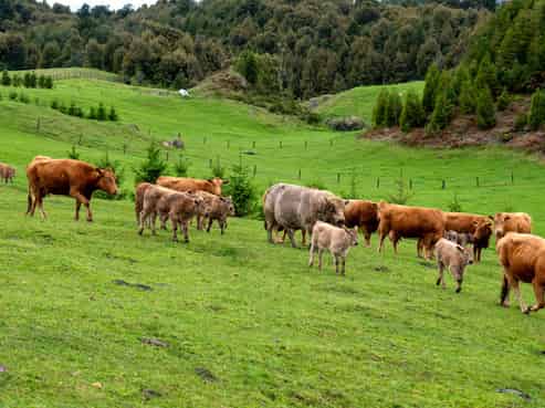 49C Olds Road, Ngongotaha Valley