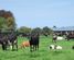 28 Toner Road, Temuka, Timaru, Canterbury