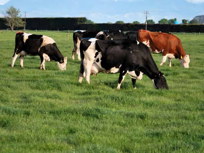 28 Toner Road , Temuka