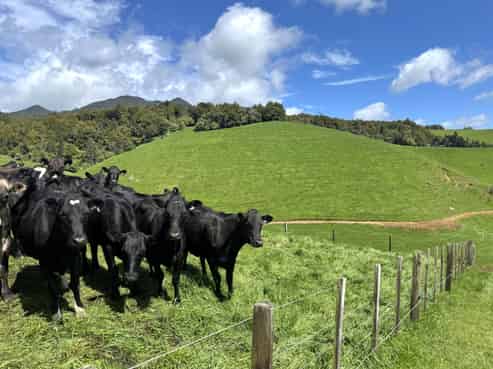 3/585 O'Shea Road, Pirongia