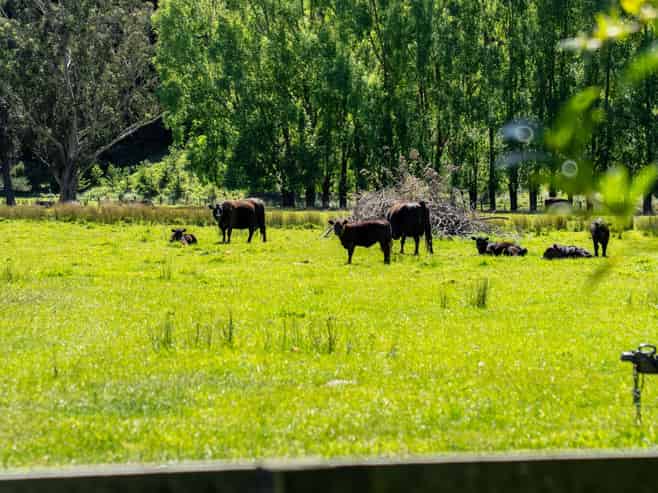 Lot 3/648 Homewood Road, Homewood