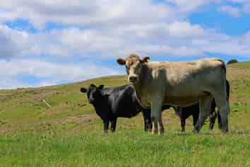 98 Millstream Road, Dannevirke