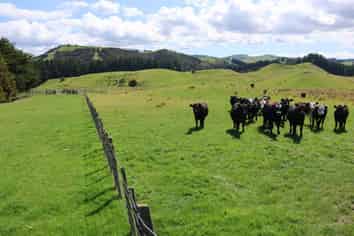 98 Millstream Road, Dannevirke