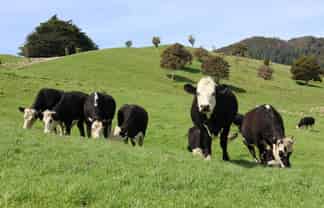 98 Millstream Road, Dannevirke